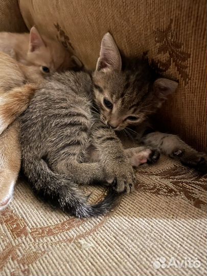 Котята в добрые руки бесплатно