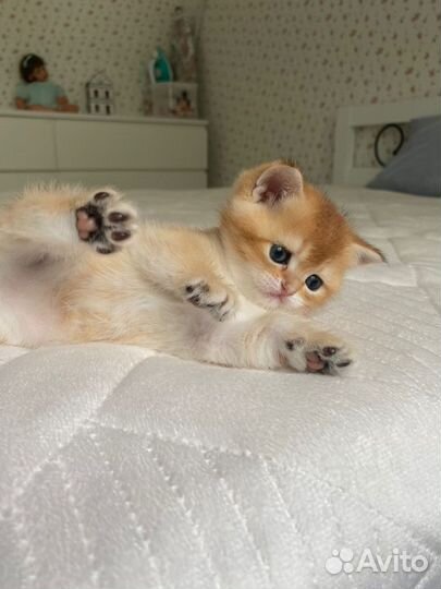 Британские котята золотая шиншилла