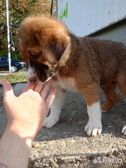 Собака 4 мес девочка супер умный друг