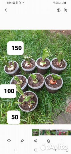 Гиппиаструм