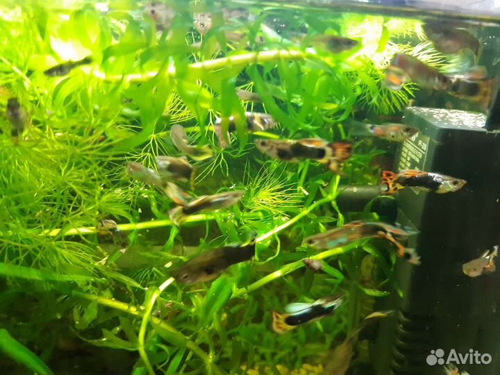 Аквариумные рыбки и растения