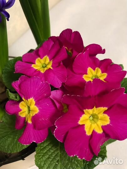 Цветы гиацинты к 8 марта