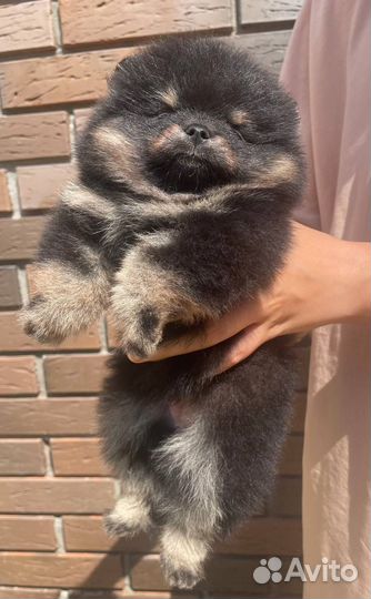 Щенки шпица