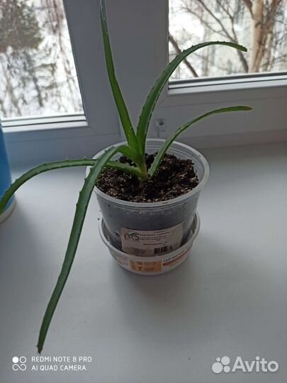 Алоэ столетник