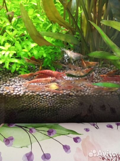 Креветки для аквариума, хелены и растения
