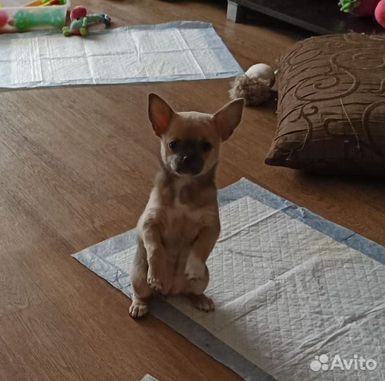 Щенки чихуахуа