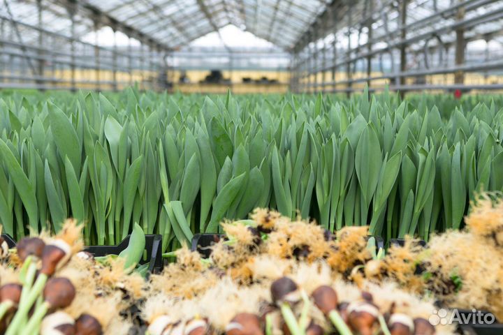 Луковицы тюльпанов Голландия 12,14 оптом