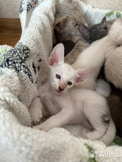 Ориентальные котята