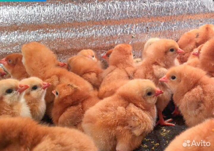 Цветной бройлер редбро