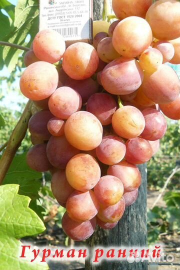 Саженцы винограда