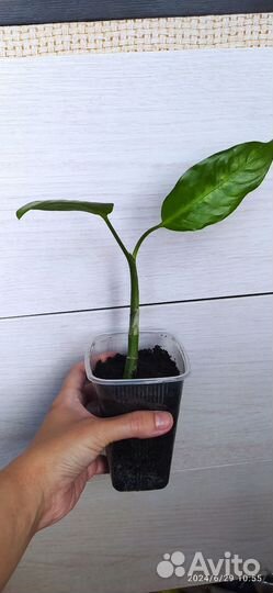 Диффенбахия