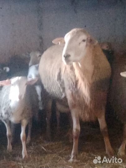 Продам баранов порода(Катумский чистокровный)