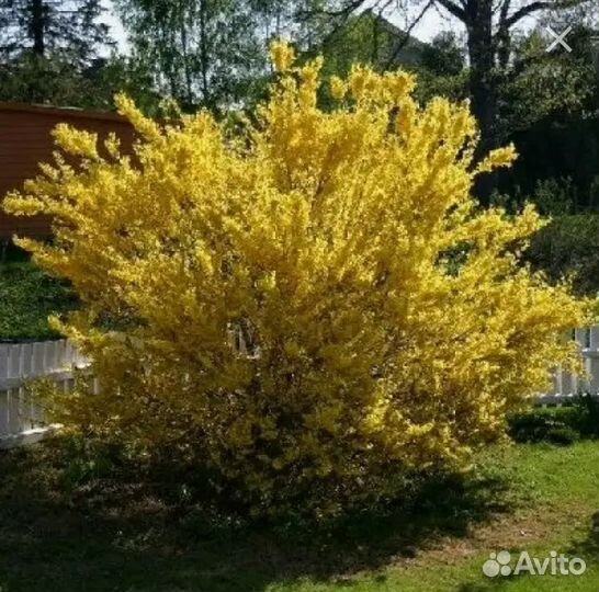 Саженцы форзиции