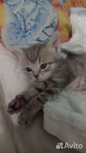 Британская