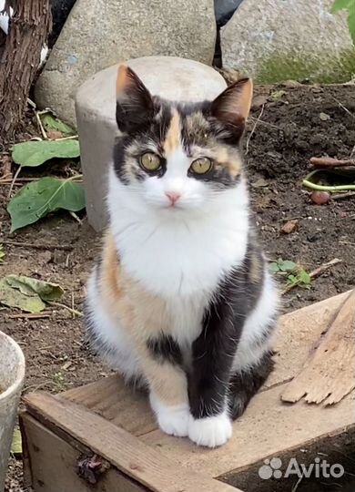 Василиса ищет дом