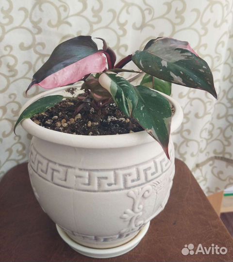 Pink Princess (Розовая Принцесса) филодендрон