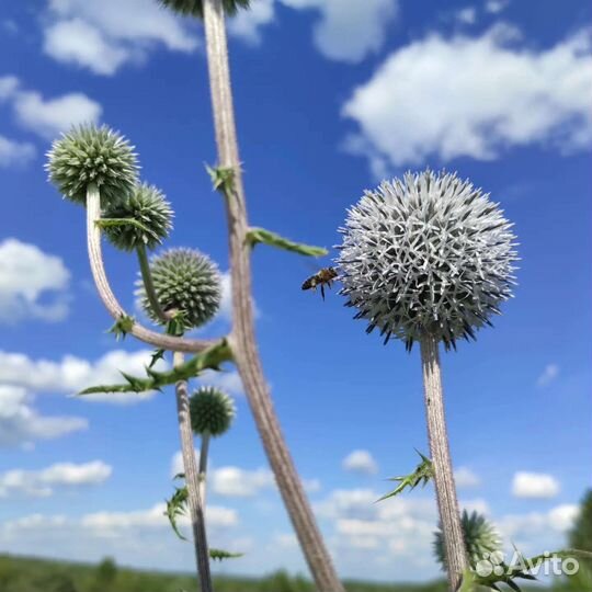 Семена мордовника