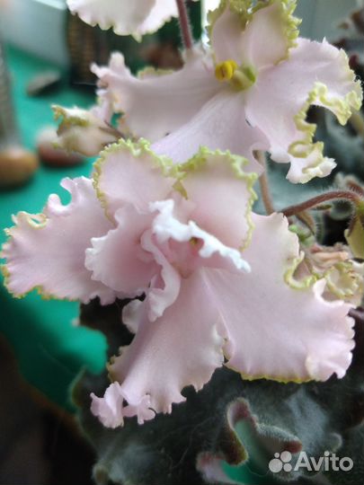 Фиалки сортовые