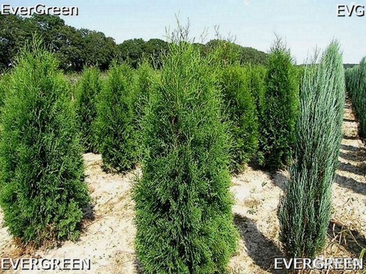 Туи премиум