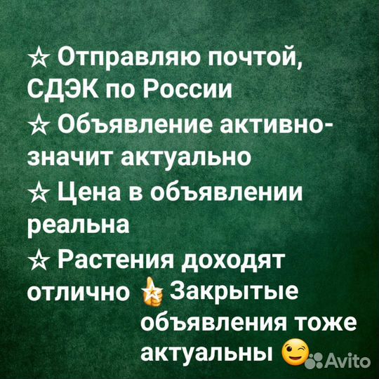 Гортензия 'endless summer'