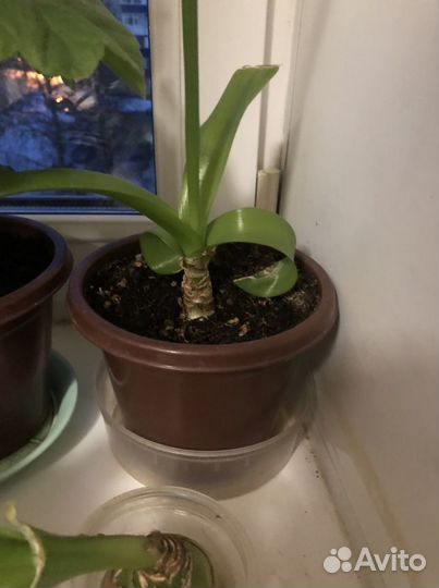 Индийский лук