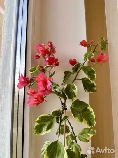 Бугенвиллия Bengal Red