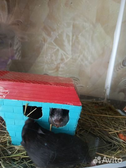 Продаем Хомяков