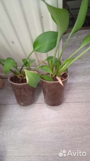 Купена, хоста