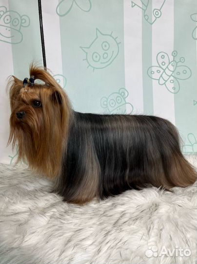 Акция -15 процентов на груминг