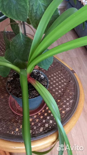 Комнатные цветы