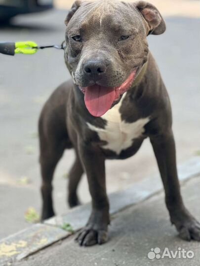 Американский булли xl