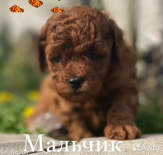 Той-пудель мини