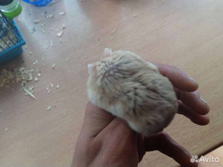 Джунгарский хомячек с клеткой