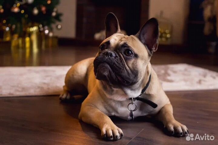 Французский бульдог кобель вязка