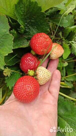 Виктория. Саженцы. Продажа с 15 августа