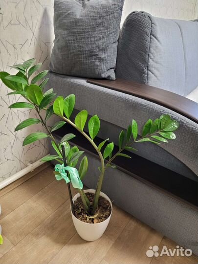 Замиокулькас