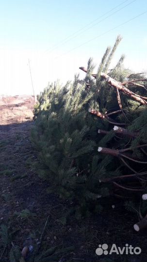 Новогодние ёлки (сосны)