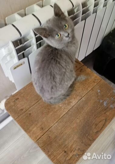 Шотландские прямоухие котята