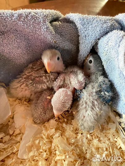 Попугай неразлучники