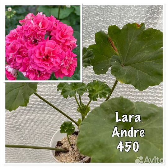 Пеларгония герань