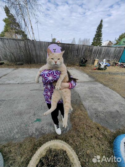 Котик в добрые руки