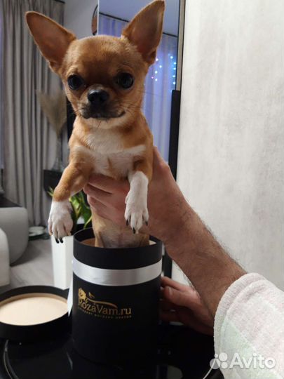 Вязка кобель чихуахуа
