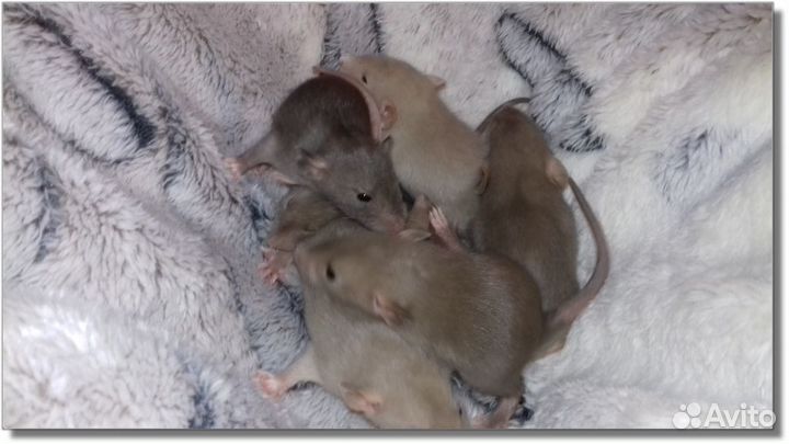 Крысята Дамбо. Крысы перломутровые. Питомник