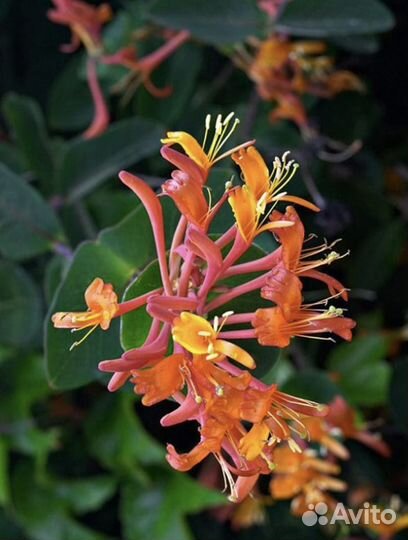 Жимолость каприфоль