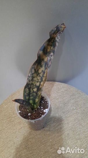 Сортовые сансевьерии