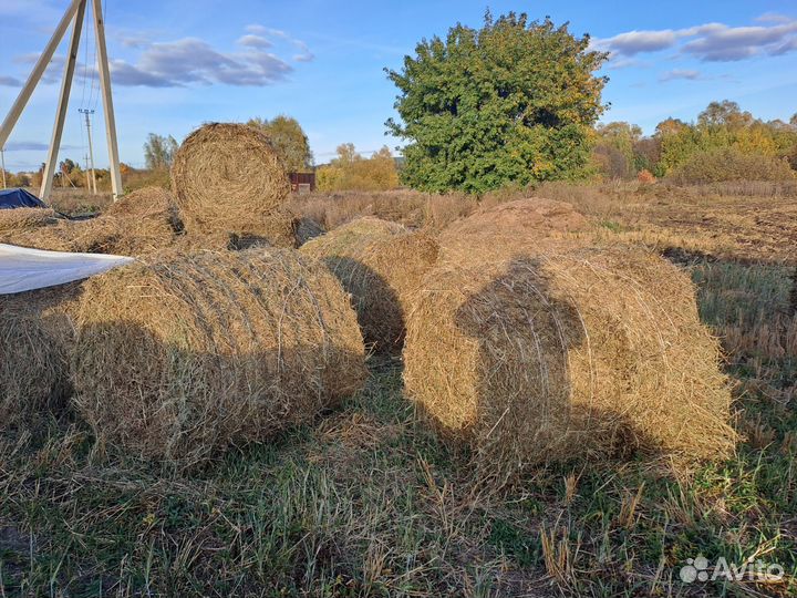 Сено в рулонах