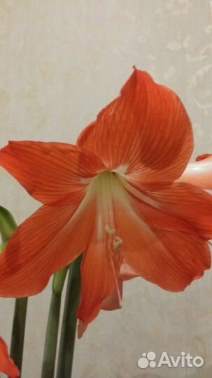 Лилия (гиппеаструм) луковицы