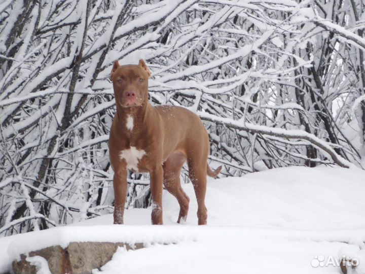 В дар Американский питбультерьер