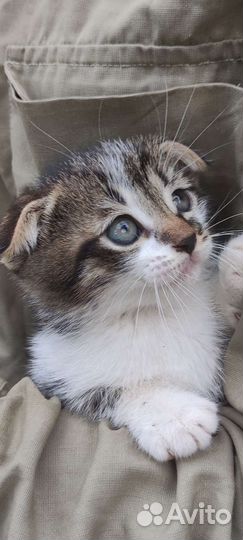 Вислоухие котята