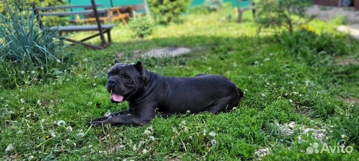 Домашняя передержка гостиница для собак и котов